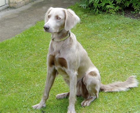 whiner reimer dogs|wyman reiner dog.